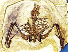 Esqueleto fossilizado da ave chinesa