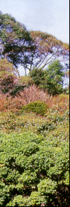 Parque Florestal Municipal